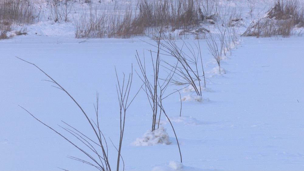 Daugavas ledū sasprausti zari mulsina iedzīvotājus