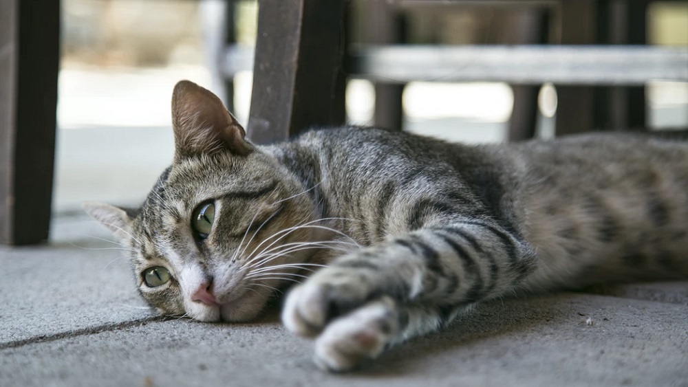 Līvānu biedrība “Ingato” ierīko moduļu tipa kaķu māju
