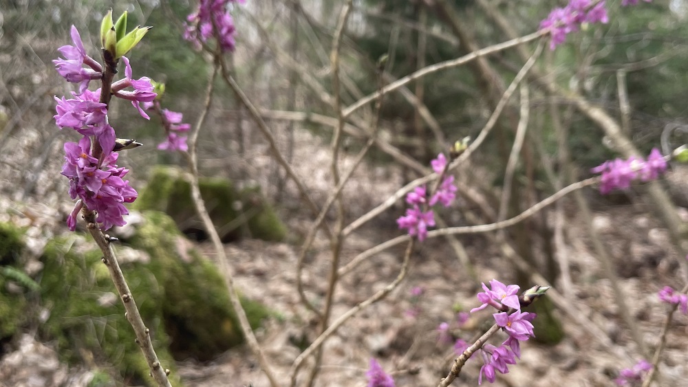 Šobrīd mežos zied viens no indīgākajiem augiem Latvijā