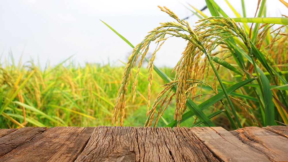 Latviešu zinātnieki uzrauga rīsu audzēšanu Vjetnamā
