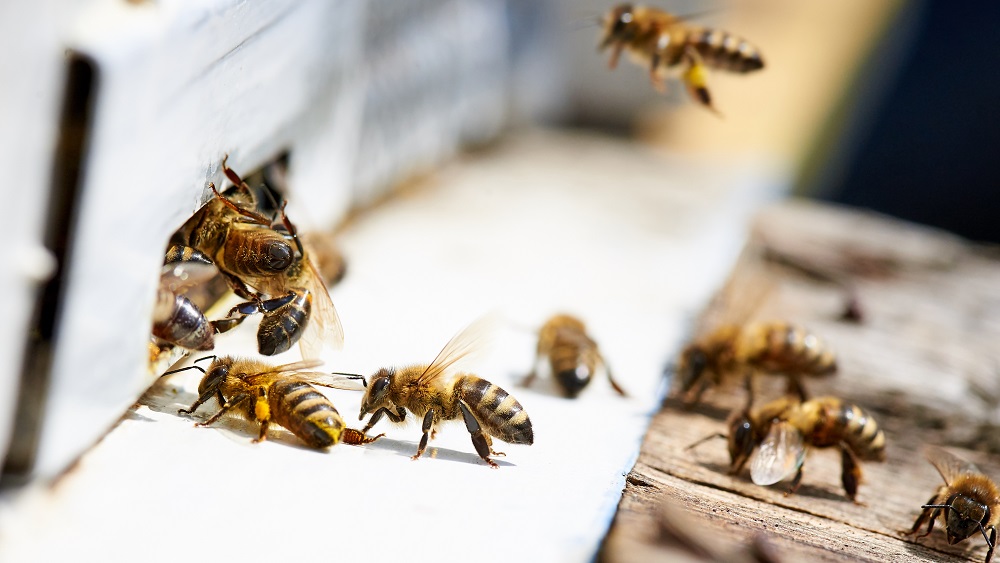 “BeeKing” -  Latvijā izstrādāta digitālā pierakstu  un darbu plānošanas aplikācija biškopjiem