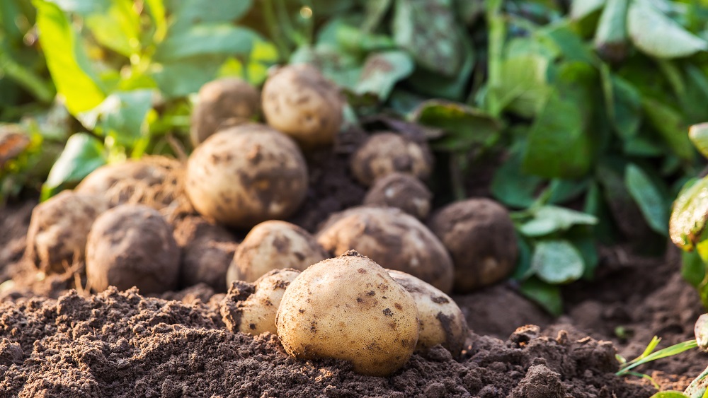 Šogad slikta raža kartupeļiem un graudaugiem - gaidāms cenu kāpums