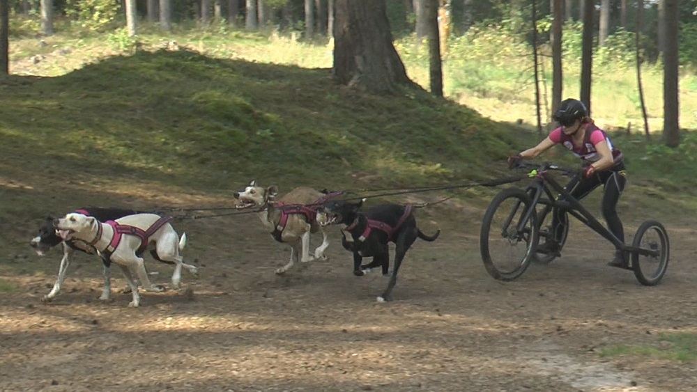 Pasaules kauss kamanu suņu sportā; Latvijā notiks trīs no pieciem posmiem