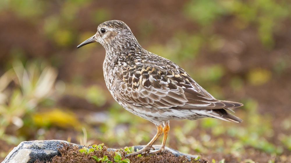 Šogad Latvijā manītas trīs jaunas putnu sugas