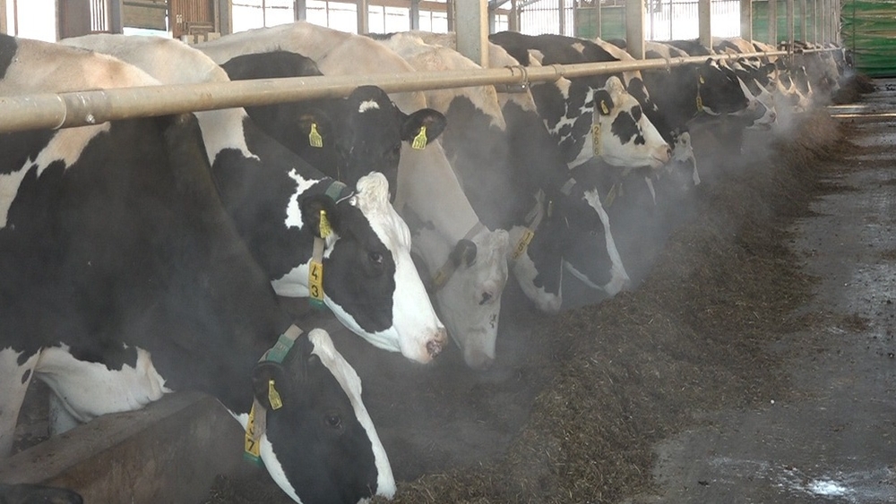 Pieaugot izmaksām, daudzi piensaimnieki nespēj segt piena ražošanas pašizmaksu