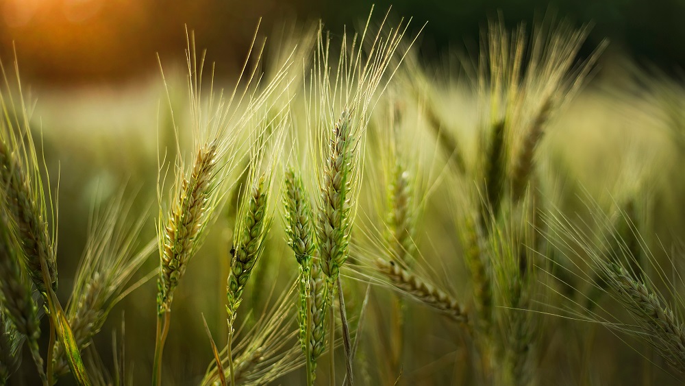 Ukrainas ostās iestrēguši 23 miljoni tonnu graudu un eļļas augu sēklu