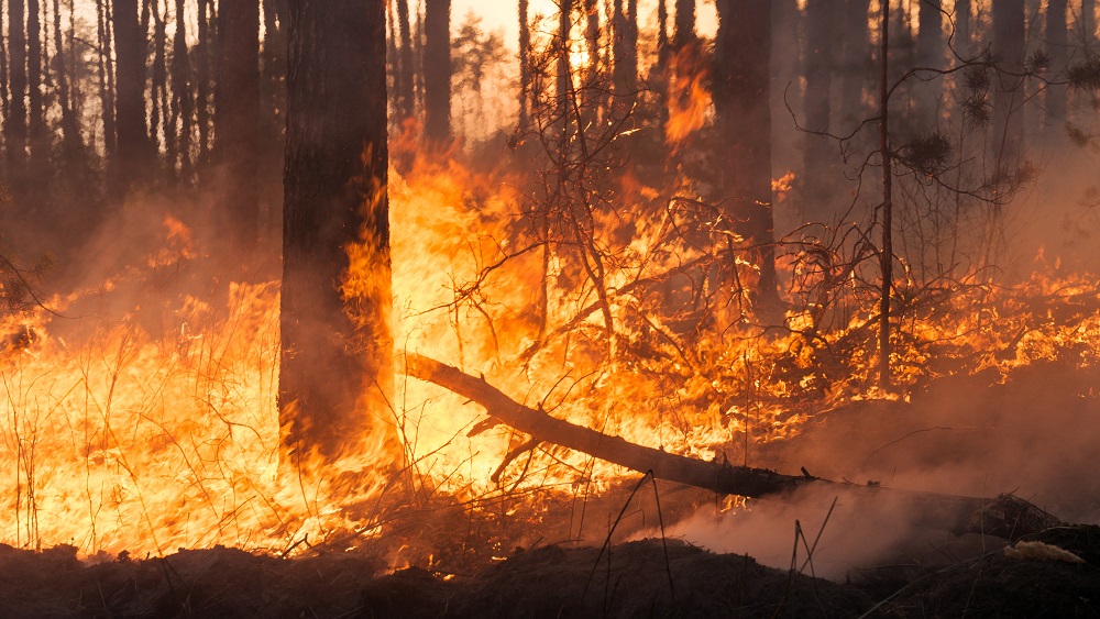 Latvijas rietumu daļā mežos gaidāma paaugstināta ugunsbīstamība