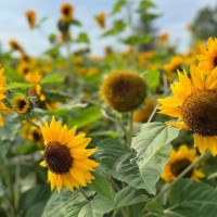 Visā Latvijā zied Ukrainai stādītās saulespuķes