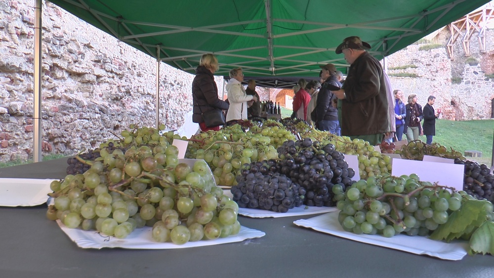 Vīnogu biznesam Latvijā ir nākotne
