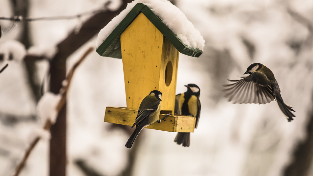 Pret savvaļas putnu barošanu ziemā jāizturas atbildīgi