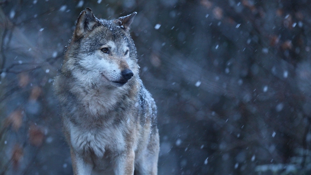 Dzīvnieku aizstāvji iebilst pret vilku medību kvotu palielināšanu. Lopkopji cer uz kompensāciju