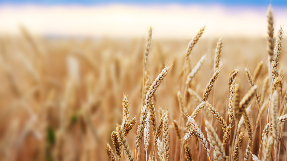 2022. gadā 69% no graudu kopražas Latvijā – kvieši