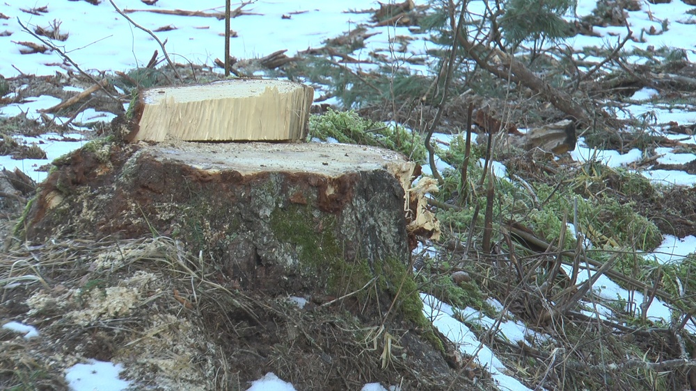 Latvijas valsts meži Dobeles novadā iznīcinājuši divas reto putnu sugu dzīvotnes