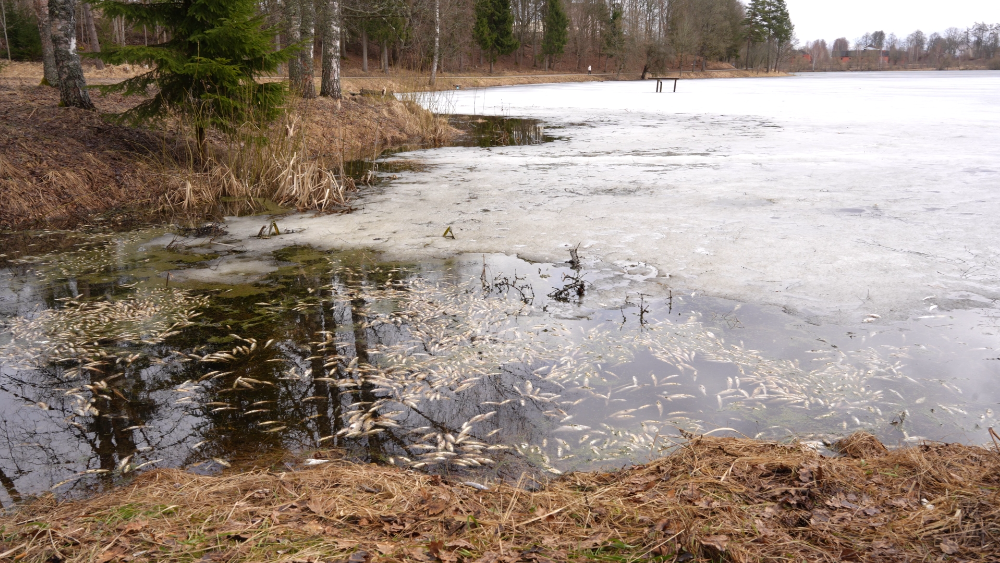 Madonas un Daugavpils novada ezeros slāpst zivis