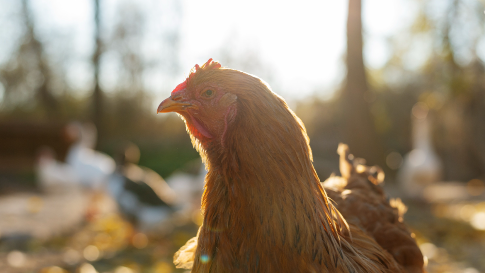 PVD konstatējis septiņus biodrošības pārkāpumus putnu novietnēs