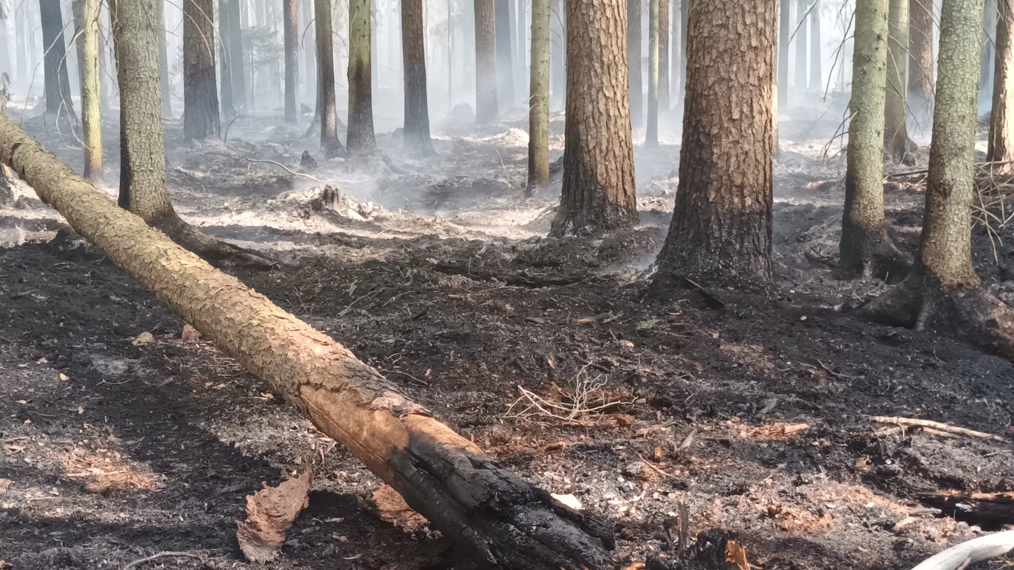 Meža ugunsgrēks Olaines pagastā