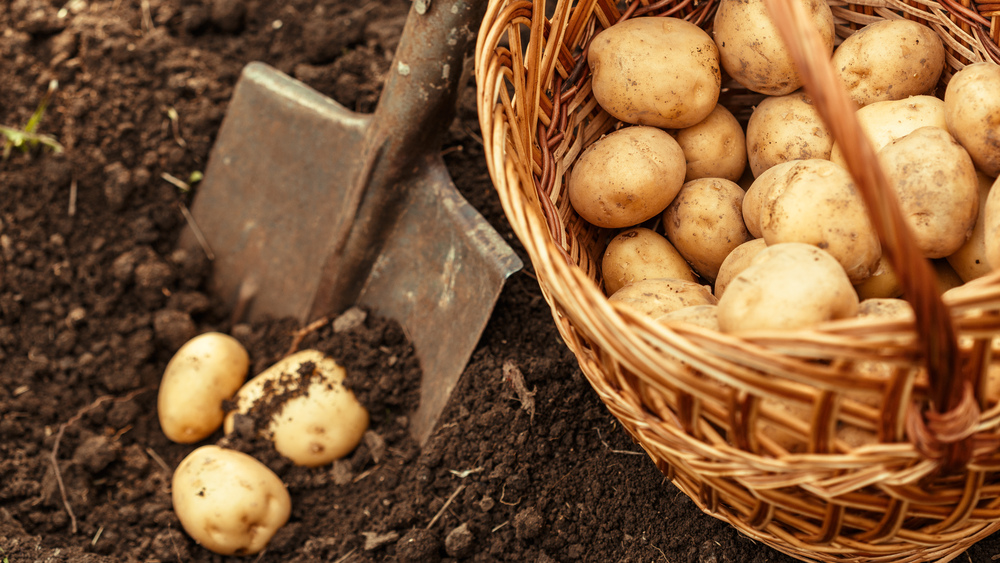 Pirmo reizi Latvijā. Sīkie tārpiņi kartupeļu ražu var samazināt pat par 80 procentiem