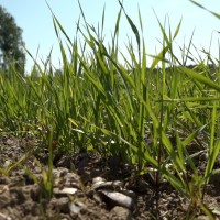 Ieilgušā sausuma dēļ graudu raža šogad būs mazāka