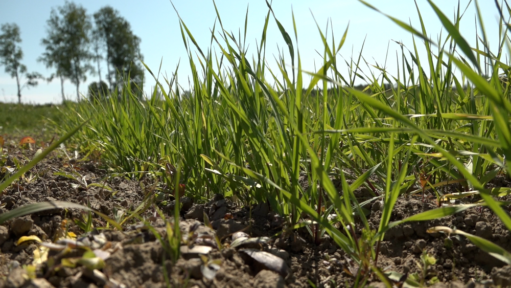 Ieilgušā sausuma dēļ graudu raža šogad būs mazāka