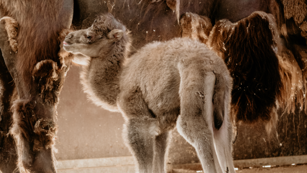 Leilai pirmdzimtais – 30 kilogramus smags kamielēns