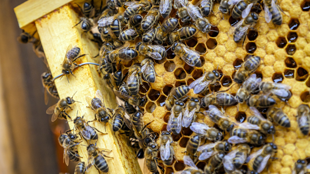 Biškopības nozarē briest krīze