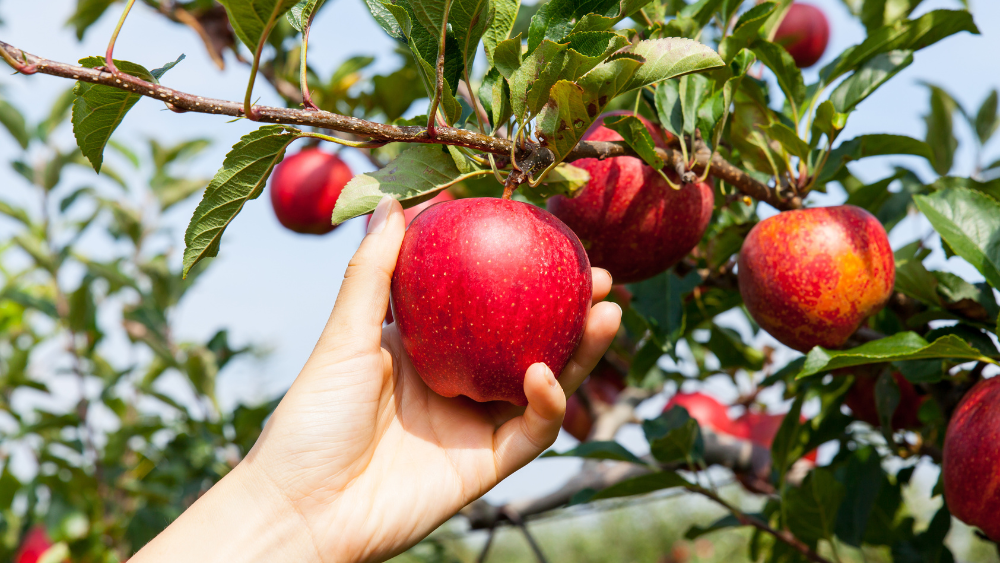 Kāds šis rudens ir ābolu audzētājiem?
