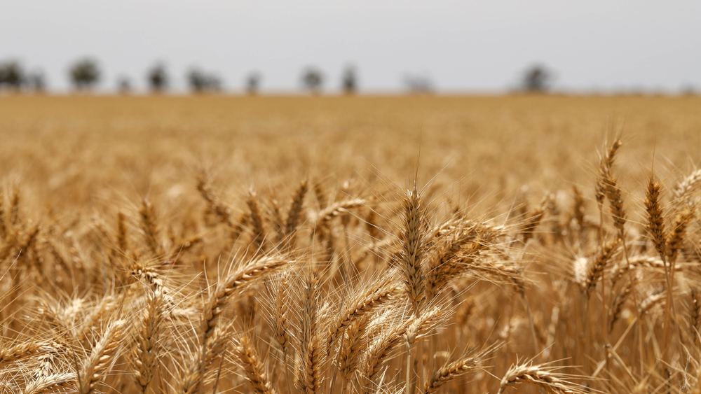 Zemnieki pieprasa apturēt Krievijas graudu importu un tranzītu