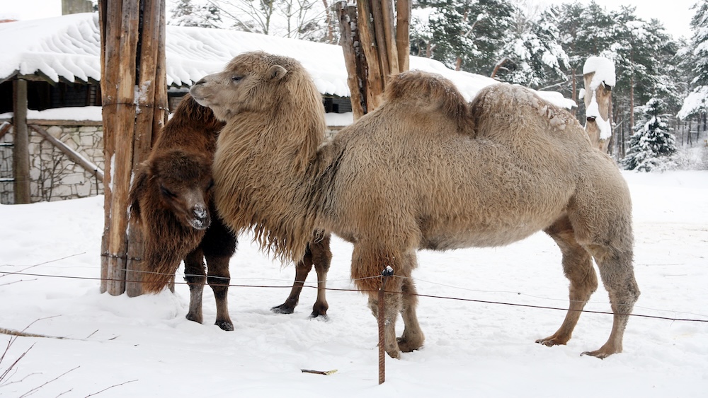 Rīgas Zooloģiskā dārza kamieļu aplokā gājis bojā dzīvnieku kopējs