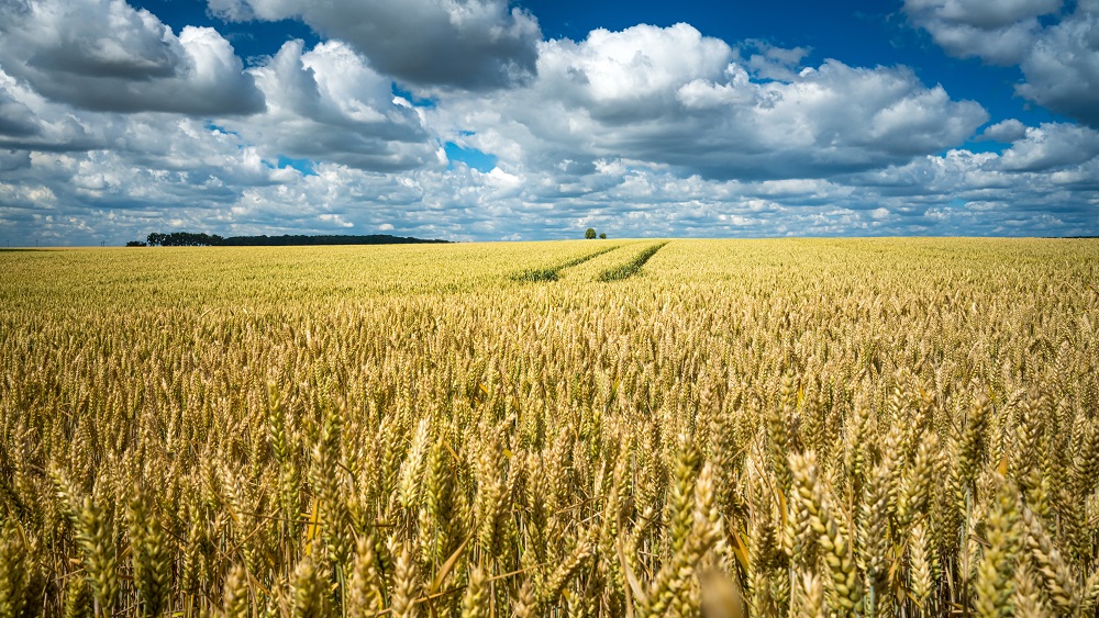 Briškens: būtu jāaizliedz gan Krievijas graudu imports, gan arī tranzīts