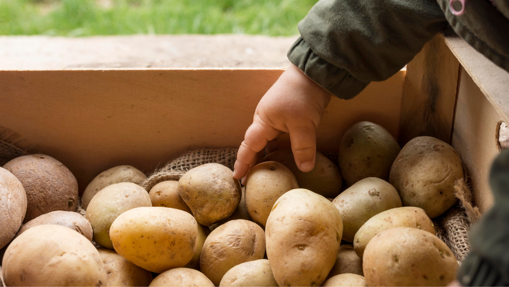 Kartupelis – nozīmīgs pārtikas produkts krīzes brīdī