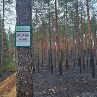 Šogad lielākais meža ugunsgrēks Valkas novadā izcēlies neapdomīgas rīcības dēļ