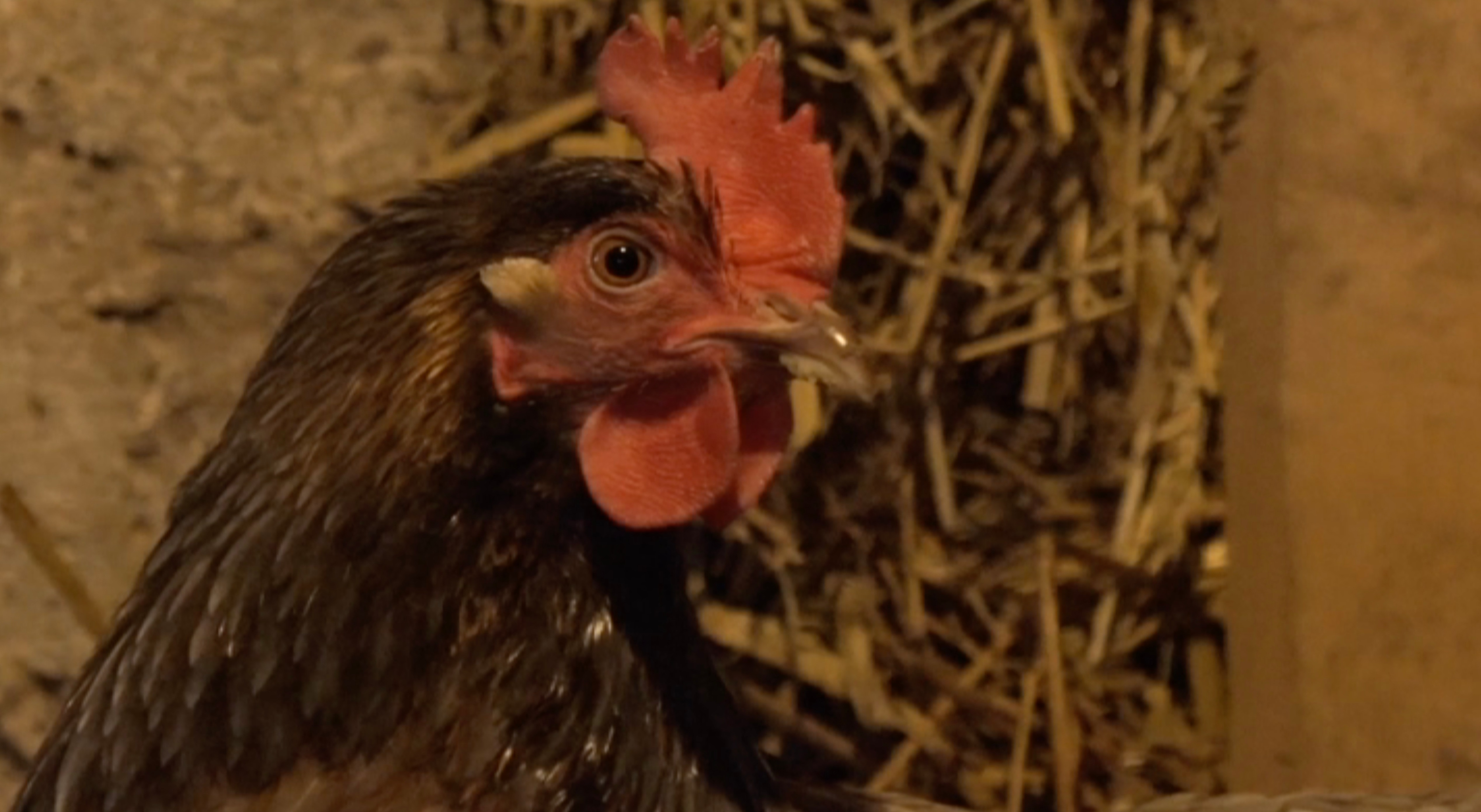 Putnu saimniecībā Nīcā likvidēs 25 tūkstošus vistu