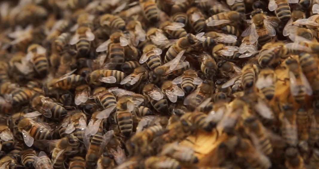 Čornajas bites