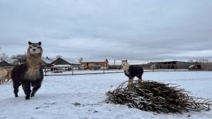 Alpaka sniegotā laukā pie Ziemassvētku eglītes, kas paredzēta kā barība dzīvniekiem.