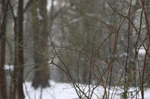 Ziema mežā ar kailiem zariem un ūdens pilieniem pēc lietus
