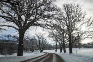 Sniegots lauku ceļš ar lieliem kailiem ozoliem, kuru zari klāti ar sniegu.