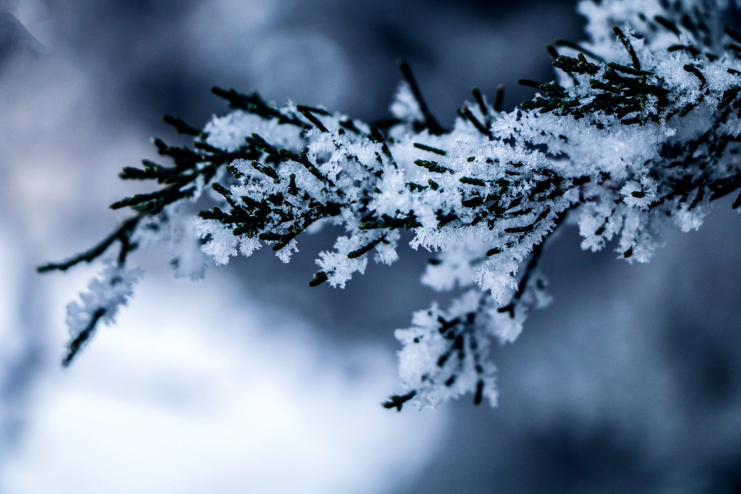 Sniegots koka zars ar ledus kristāliem ziemas fonā.