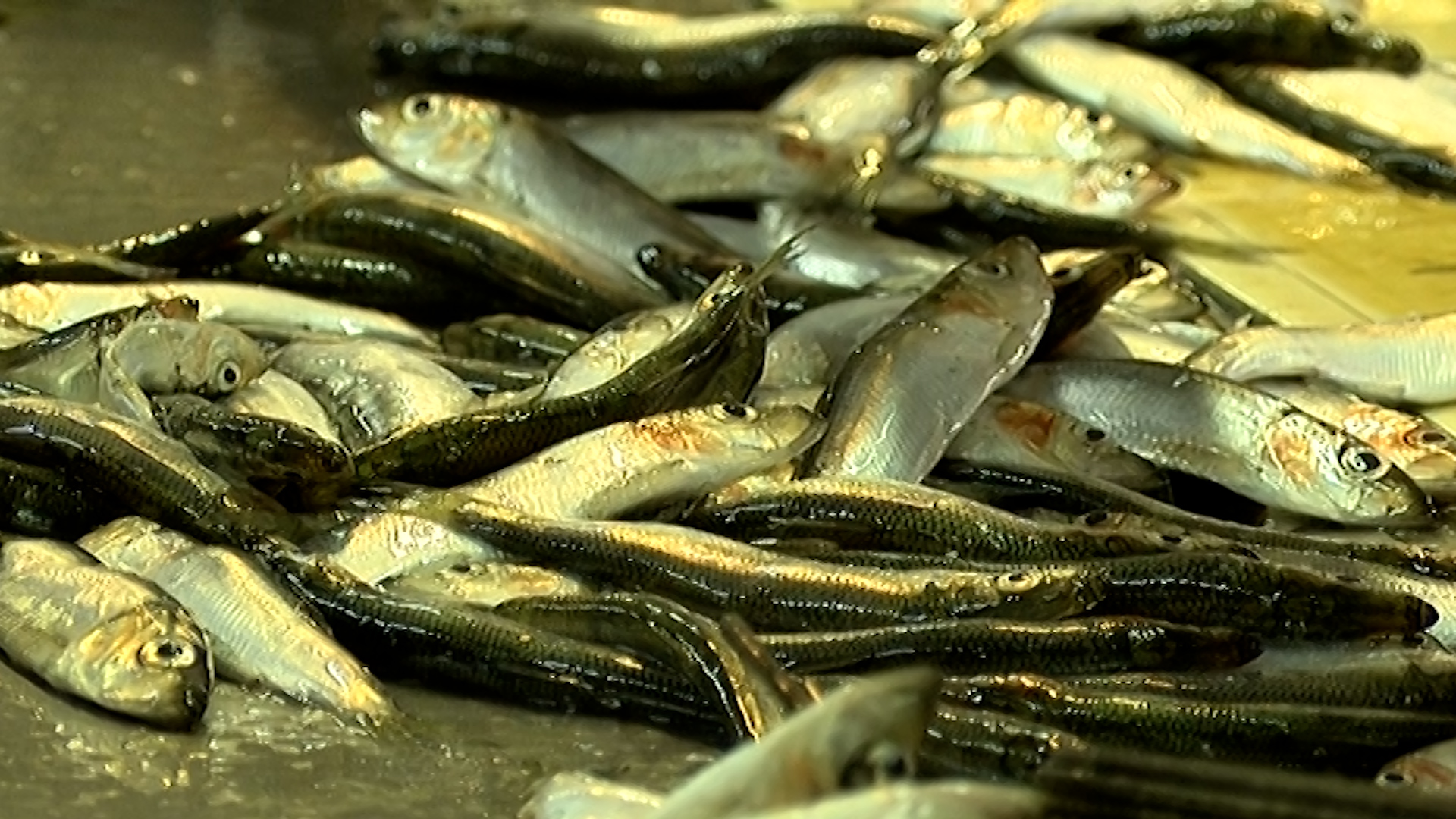 Svaigi nozvejotas brētliņas uz pārstrādes galda.