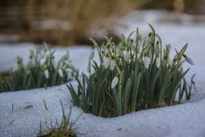 Sniegpulkstenītes, kas izspraukušās cauri sniega segai agrā pavasarī