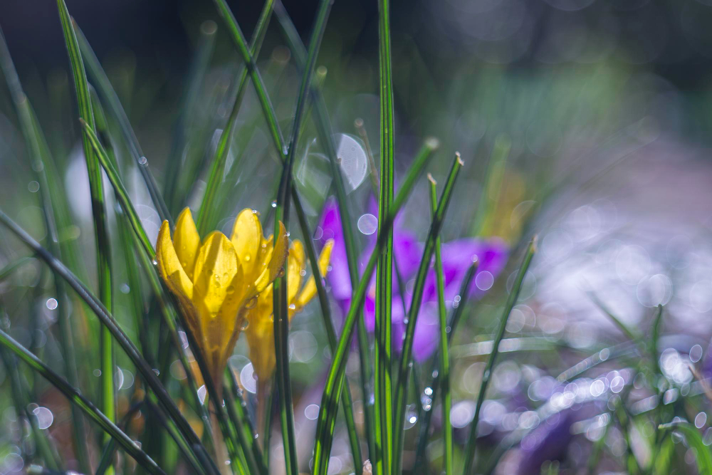 Dzelteni un violeti krokusi pavasara zālē ar rasas lāsītēm un bokeh efektu