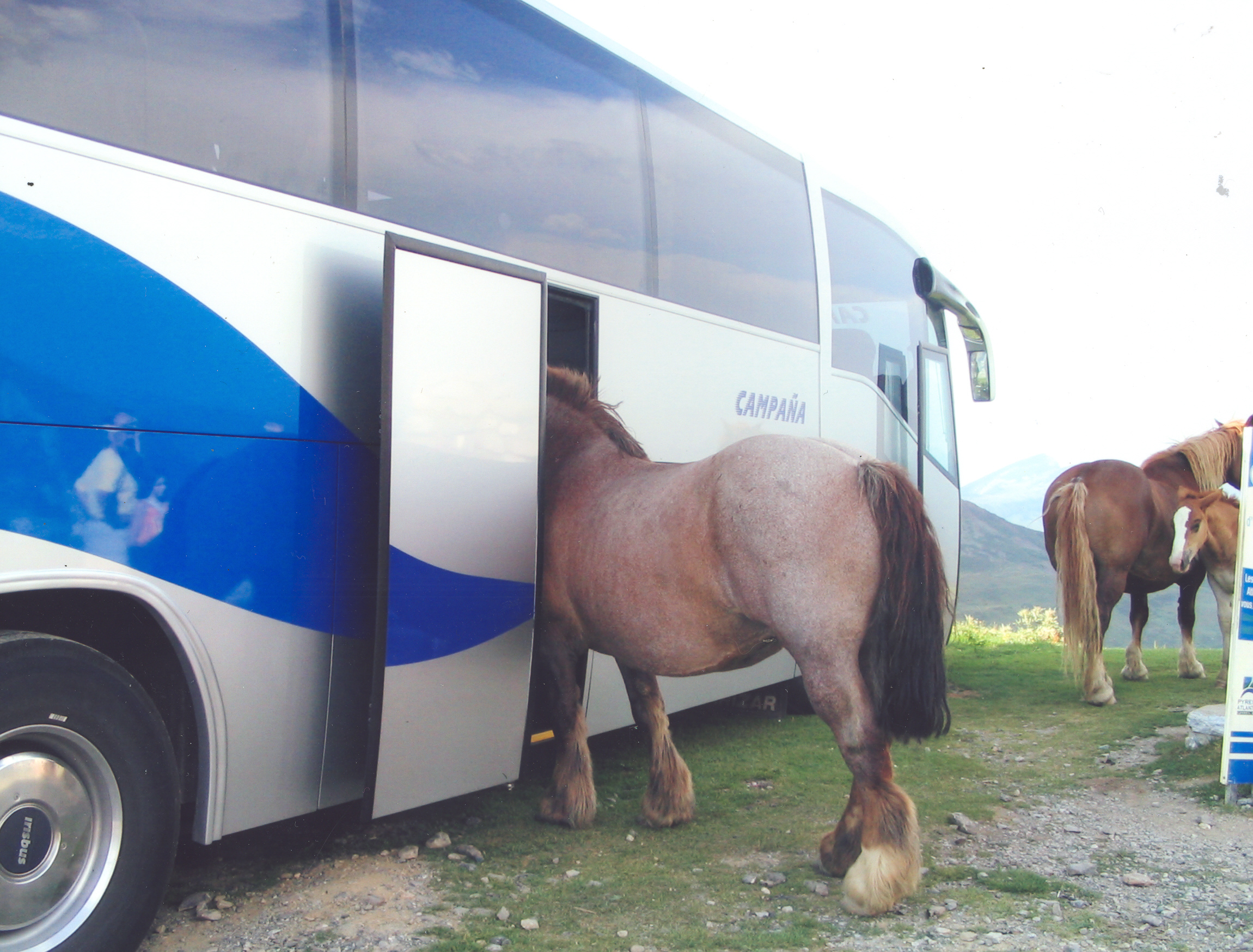 Liels zirgs ielicis galvu tūrsima autobusa durvīs.