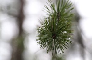 Skujkoka zars ar lietus pilieniem tuvplānā