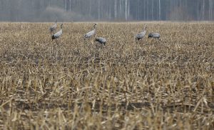 Pelēkas dzērves novāktā laukā agrā pavasarī.