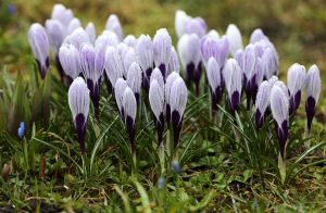 Pavasara krokusi ar violetiem ziediem rasas pilienu klāti zālājā