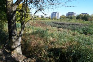 Daugavpils mitrājs ar blīvu veģetāciju un daudzdzīvokļu ēkām fonā.