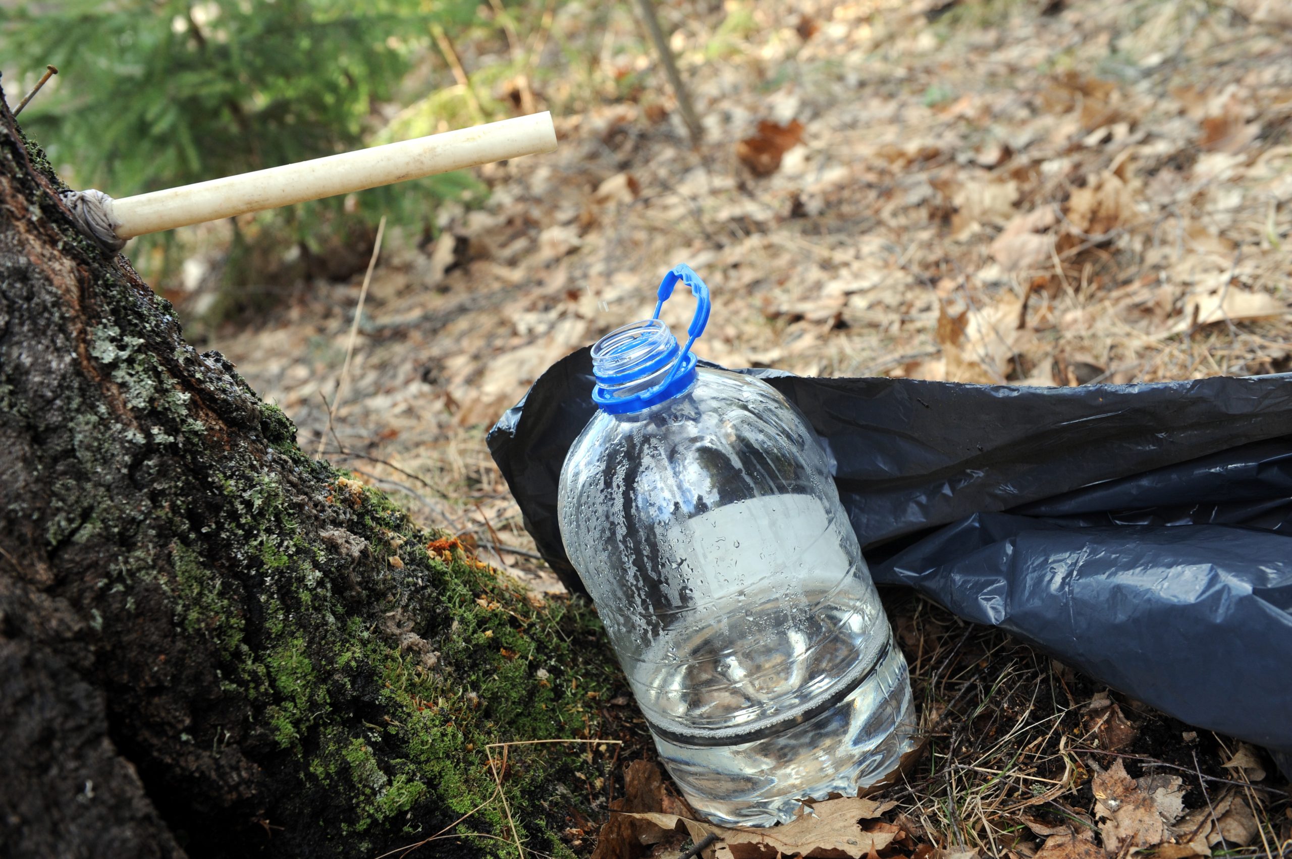 Plastmasas pudele, kas pieslieta pie bērza stumbra, lai tecinātu bērzu sulas