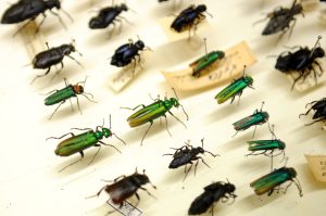 Dažādas vaboļu sugas entomoloģiskajā kolekcijā ar piespraustiem paraugiem
