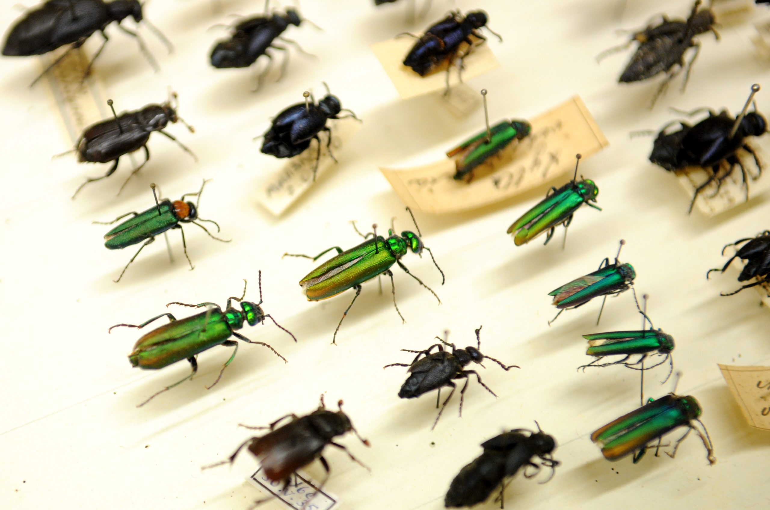 Dažādas vaboļu sugas entomoloģiskajā kolekcijā ar piespraustiem paraugiem