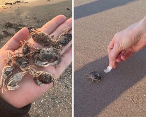 Smilšainā pludmalē atrasti mazi krabji, daži miruši, daži dzīvi