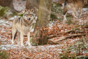 Pelēkais vilks ziemīgā meža ainavā, uzmanīgi vērojot apkārtni.